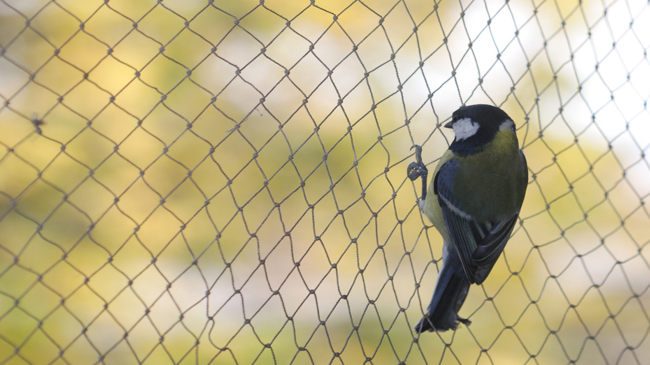 Anti bird Nets for Balcony in Bund Garden Road