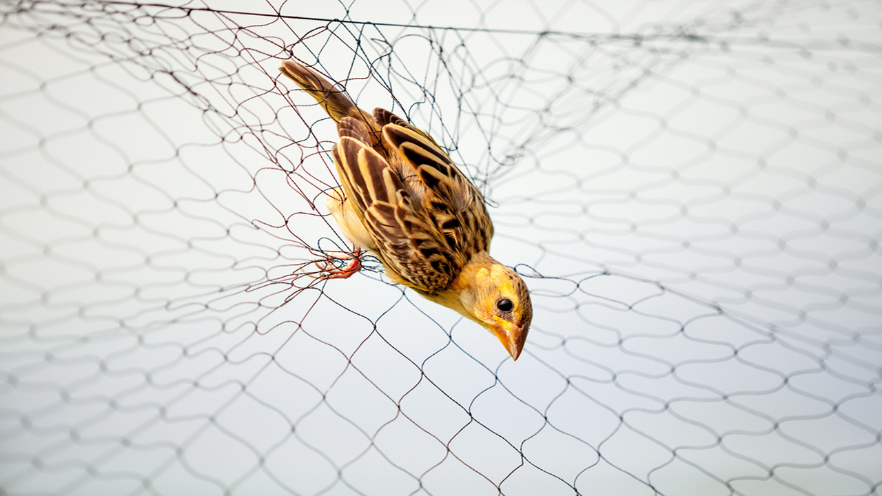 Anti bird Netting in Senapati bapat marg