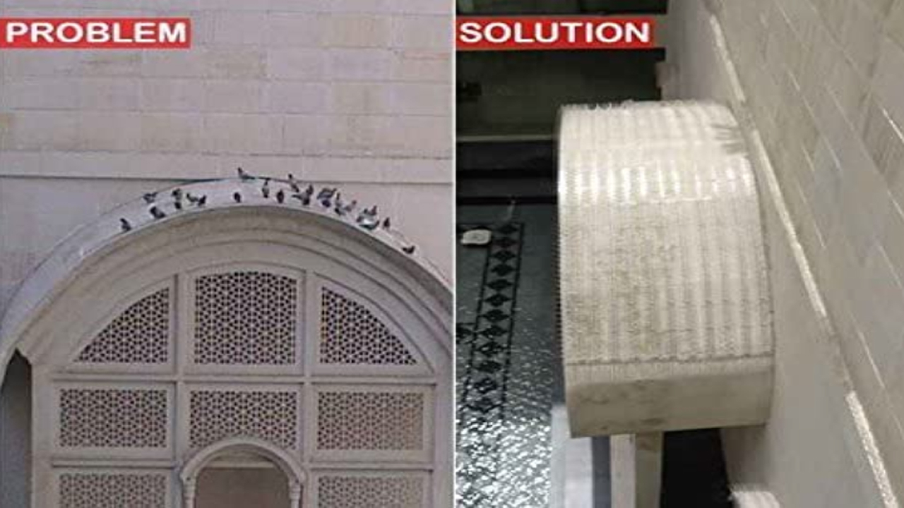 Bird Spikes In P&T Colony