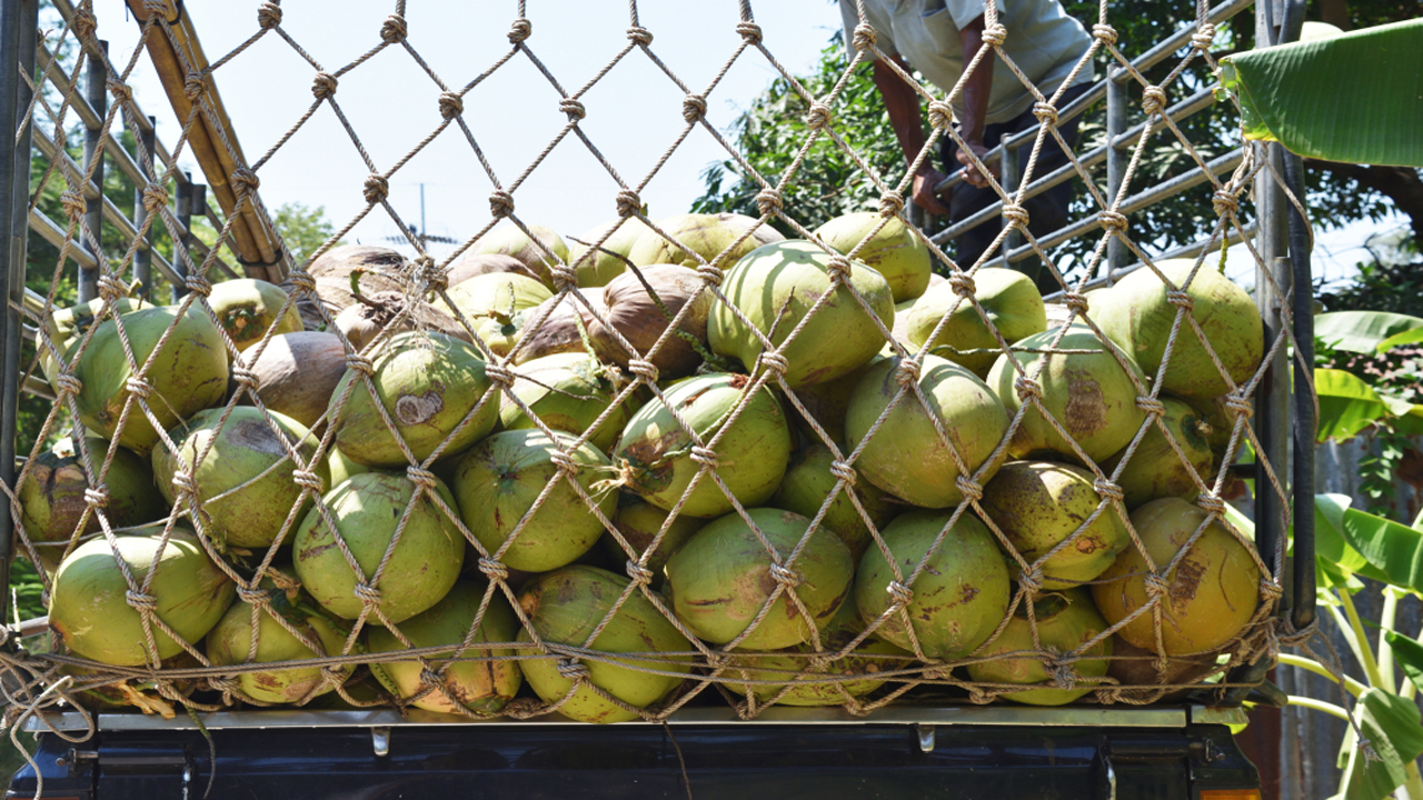 Coconut Protection Net in Pune