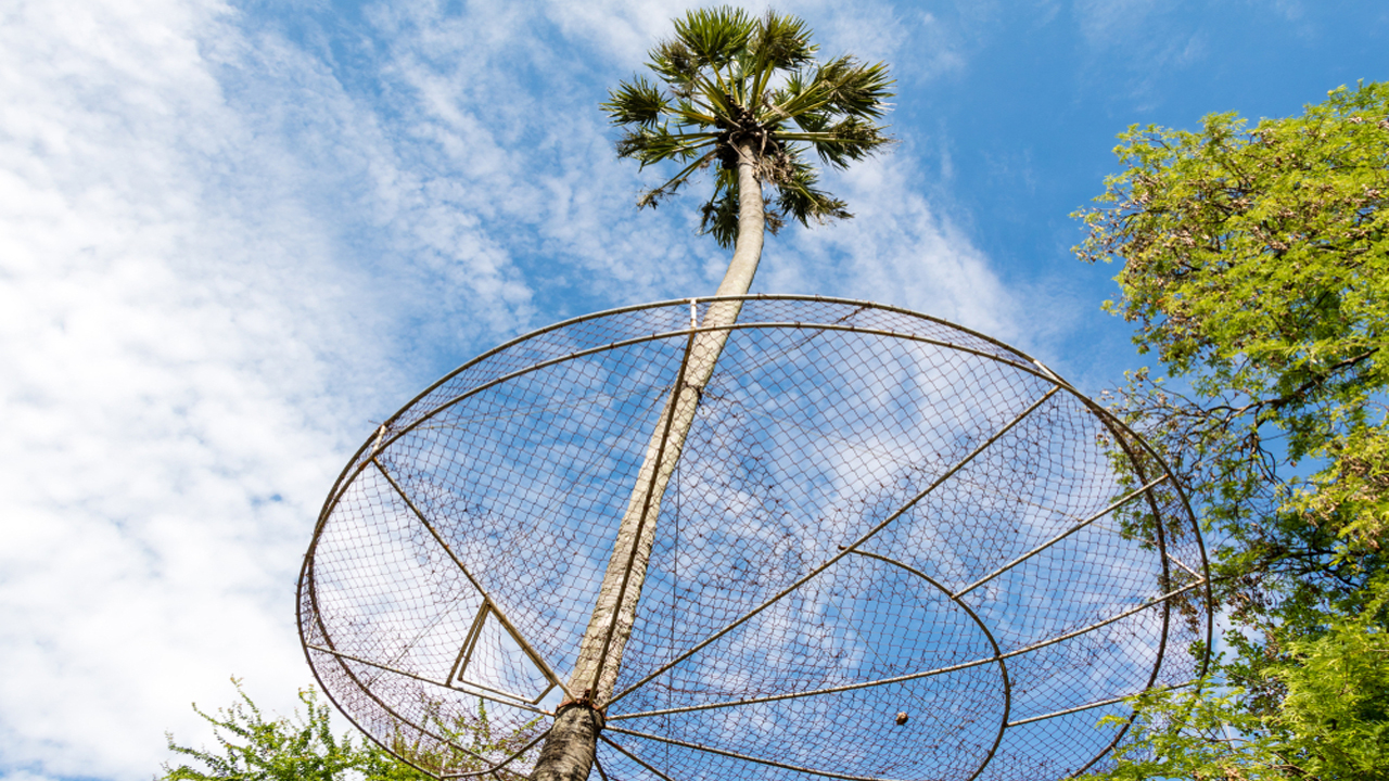 Coconut Tree Safety Nets