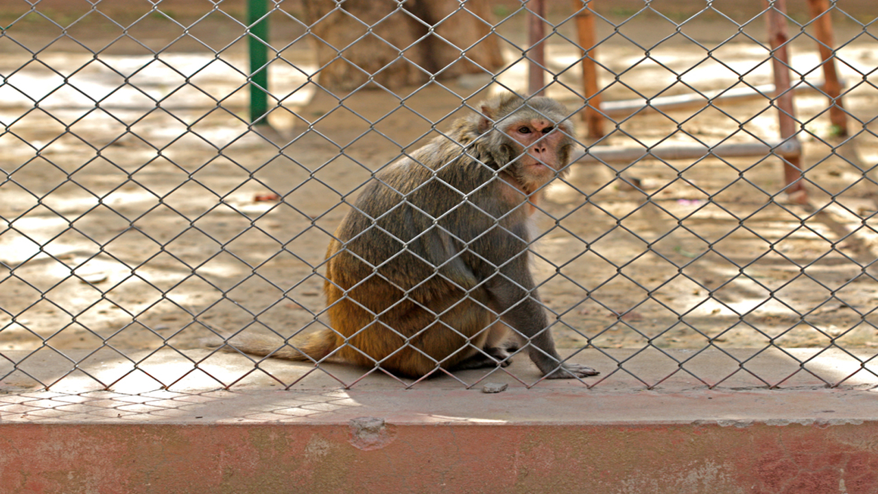 Monkey Safety Nets Bolcony in Pune
