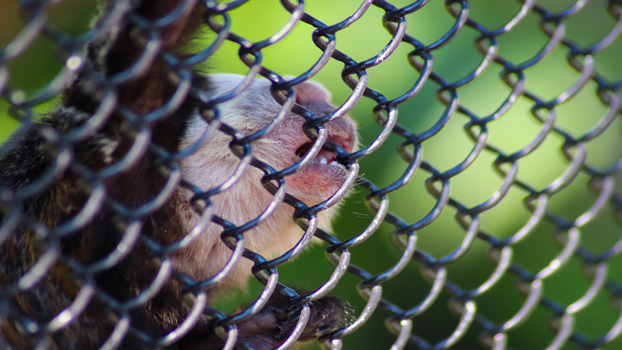 Monkey Safety Nets in Hyderabad