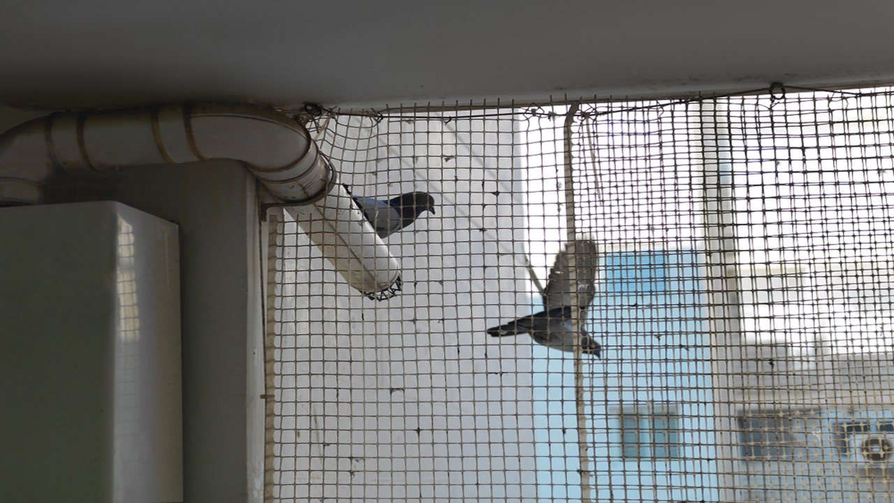 Pigeon Net Near Me