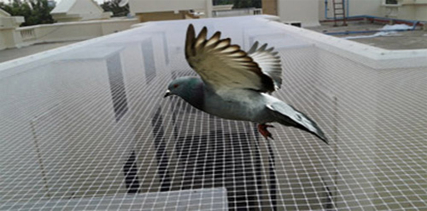 Anti bird Nets in Swargate