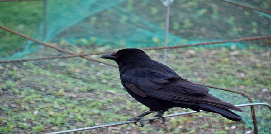 Bird Protection Nets in Pune