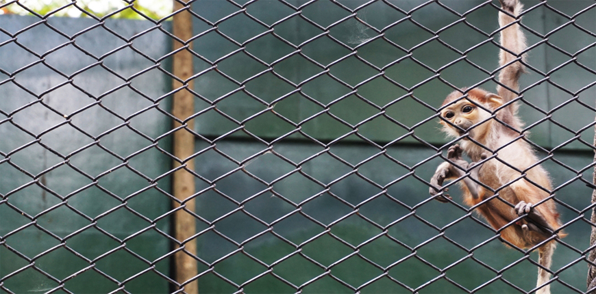 Monkey Safety Nets in Pune